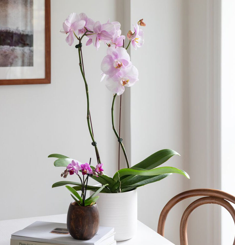Особенности цветения орхидей